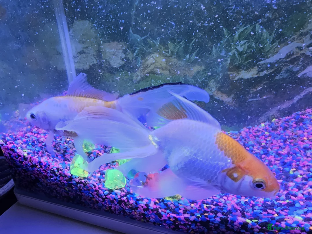 Goldfish fish for sale: 2 fish for sale with tank  in Ipswich - Advert 2