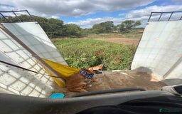 Mixed Breed dogs for sale: Jackawawa 1 year old Hugo - Image 4