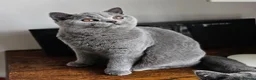 British Shorthair cats for sale: Stunning British shorthair blue kittens, neutered - Advert 11