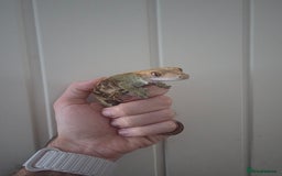 Gecko reptiles for sale: Crested Gecko Full Setup - Advert 7
