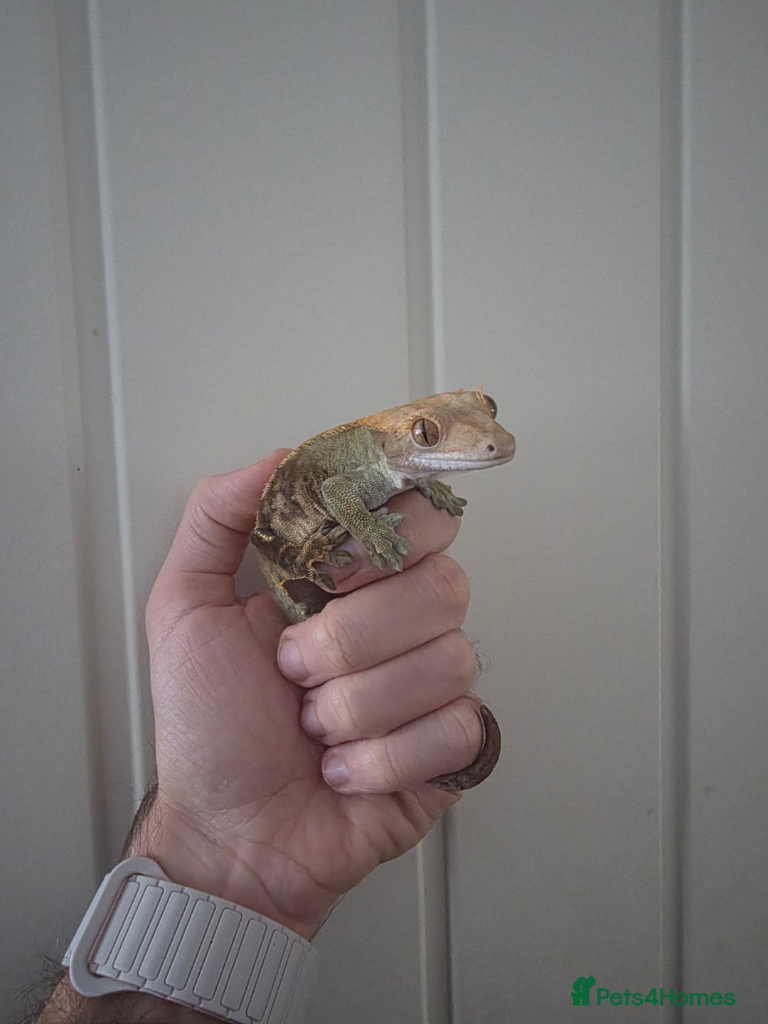 Gecko reptiles for sale: Crested Gecko Full Setup - Advert 7