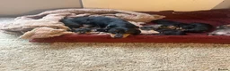 Dachshund dogs for sale: Smoothed hair dashunds  - Advert 1