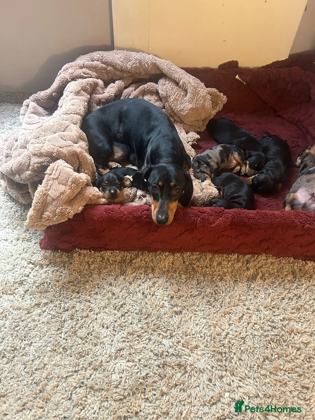 Dachshund dogs for sale: Smoothed hair dashunds  - Advert 1