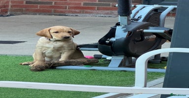 Labrador Retriever dogs - Advert 9