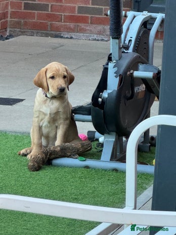 Labrador Retriever dogs - Advert 2