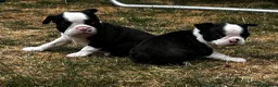 Boston Terrier dogs for sale: Stunning litter of Boston terrier puppies  - Advert 15