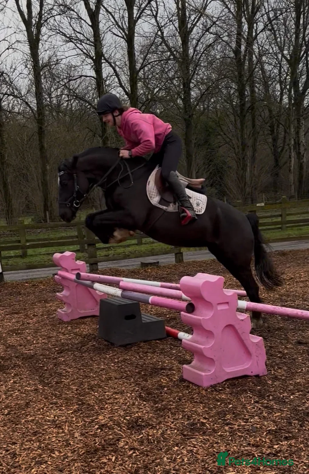 Welsh Section D horses for sale: Elsi Welsh D mare  - Advert 2