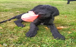 German Wirehaired Pointer dogs for sale: A LITTLE LAD! KC REG AND FULLY VACCINATED. - Image 5
