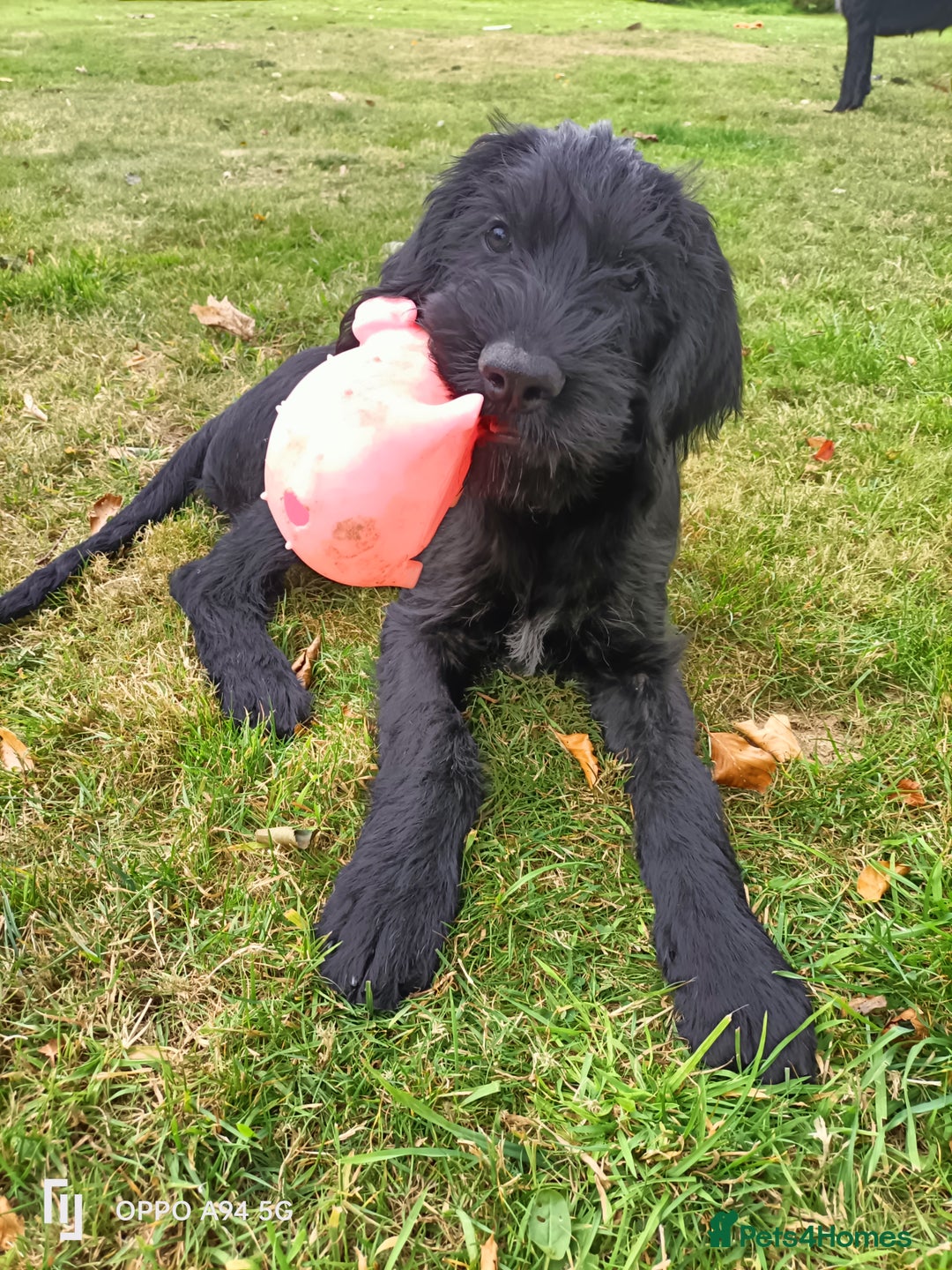 German Wirehaired Pointer dogs for sale: A LITTLE LAD! KC REG AND FULLY VACCINATED. - Image 5