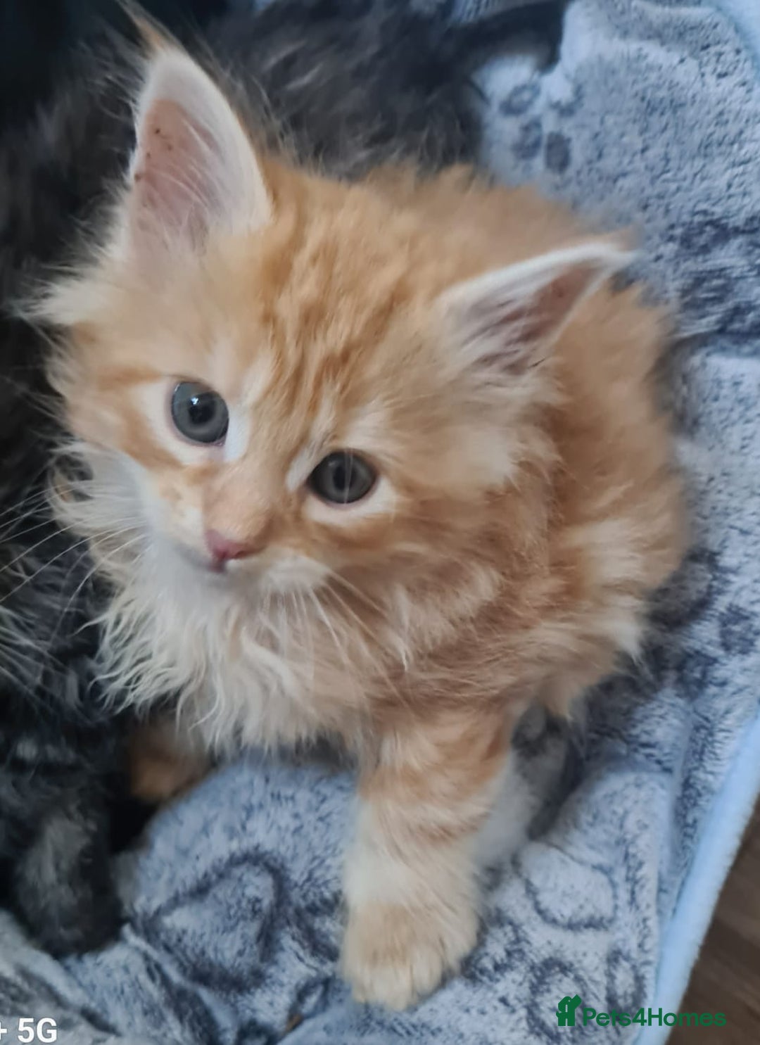Mixed Breed cats for sale: Maine Coon cross Norwegian kittens - Image 5