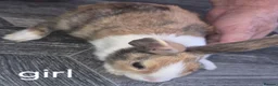 Dutch rabbits for sale: Dutch bunnies - Advert 6