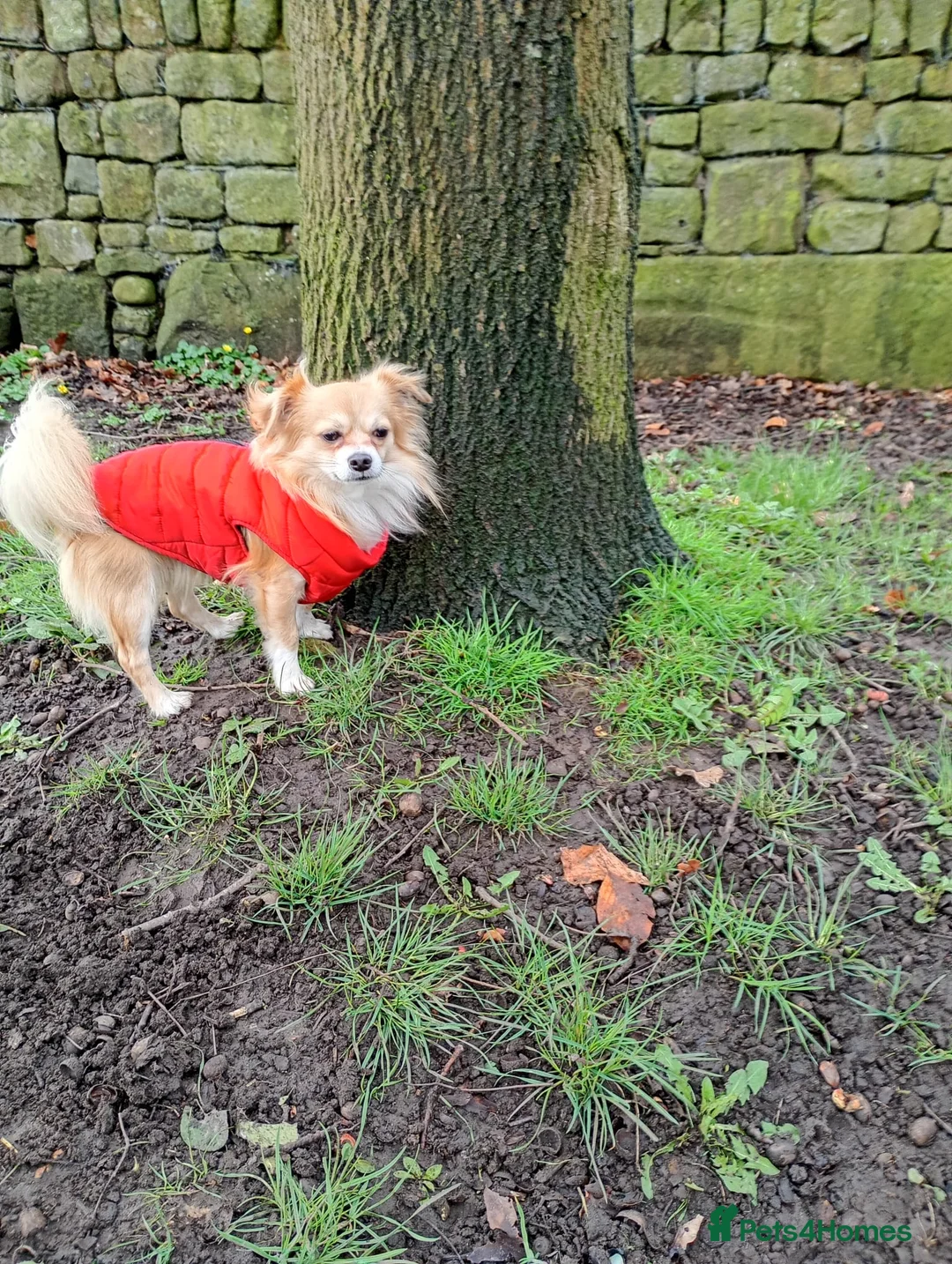 Chihuahua dogs for stud: Handsome man for stud in Lancaster - Advert 2