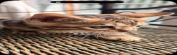 Bengal cats for sale: Quality Bengal kittens - Advert 14
