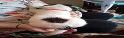 English Springer Spaniel dogs for sale: Ready now english Springer spaniels - Advert 5