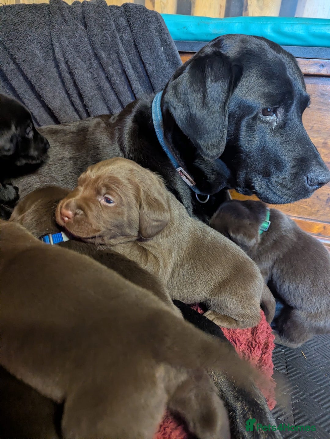 Labrador Retriever dogs for sale: Labrador puppies for sale (black and chocolate)  - Advert 2