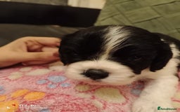 Cavapoo dogs for sale: A stunning litter of cavapoo beautiful costs  - Image 14