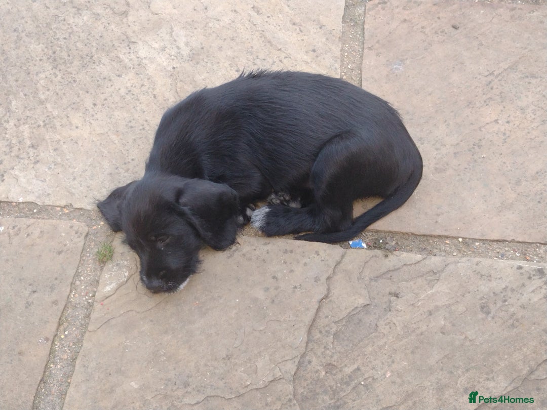 Mixed Breed dogs for sale: Sprocker x gwp - Image 5