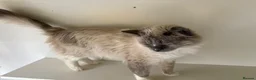 Ragdoll cats for stud: Ragdoll for stud - Advert 4
