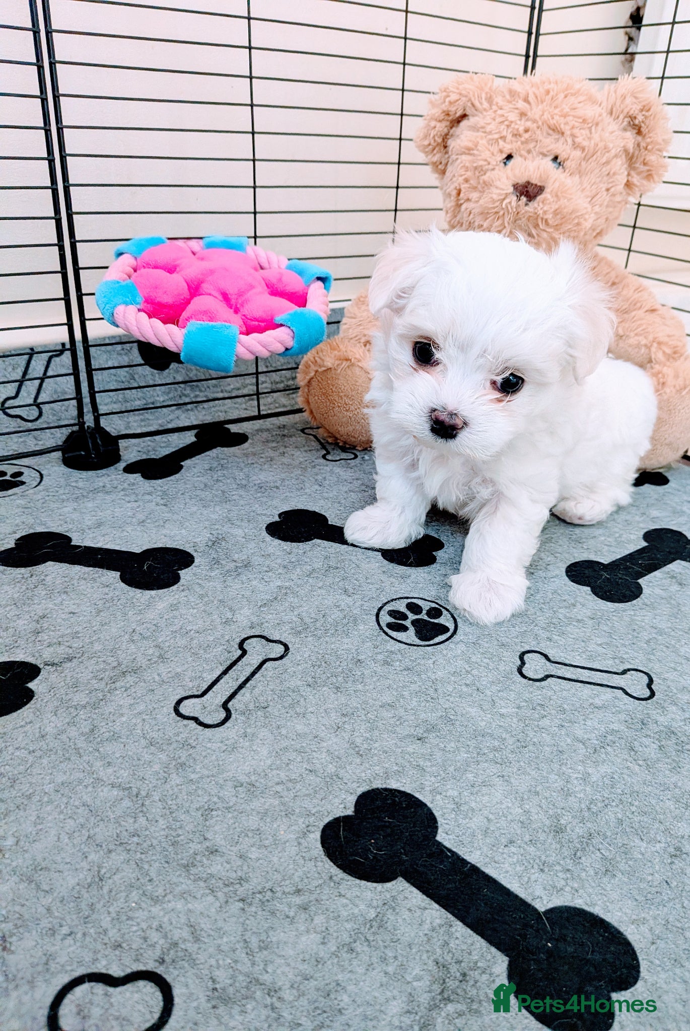 Maltese dogs Beautiful Tiny Maltese puppies  - Advert 1