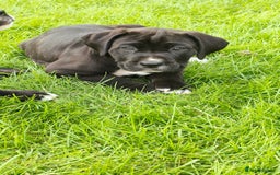 Mixed Breed dogs for sale: Cane Corso x Puppies  - Image 4