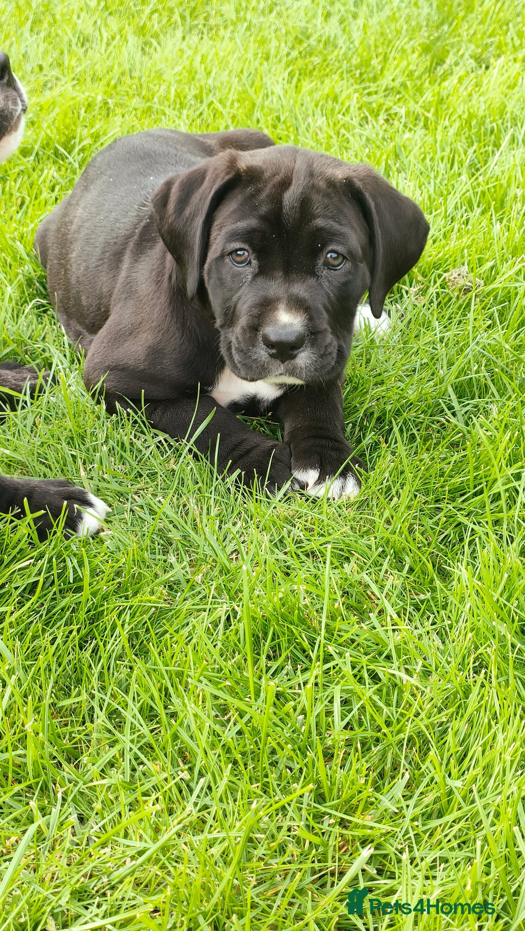 Mixed Breed dogs for sale: Cane Corso x Puppies  - Image 4