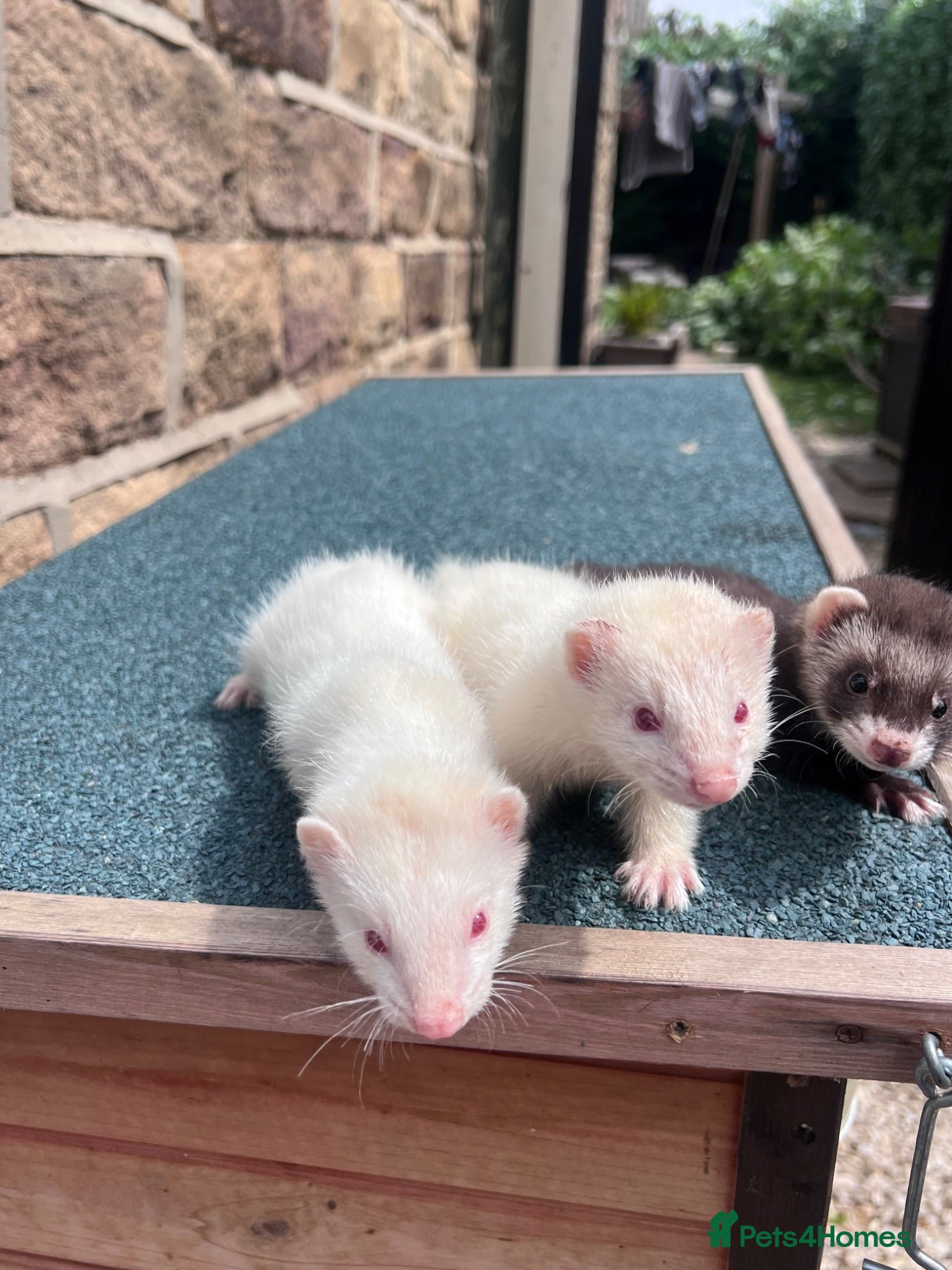 Ferret rodents     Lovely Ferret Trios Looking for New Homes - Advert 1