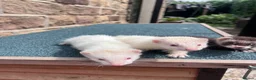 Ferret rodents for sale:     Lovely Ferret Trios Looking for New Homes - Advert 1