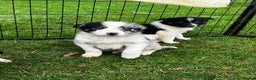Border Collie dogs for sale: 5 Beautiful Blue Merle Border Collie Puppies - Advert 10