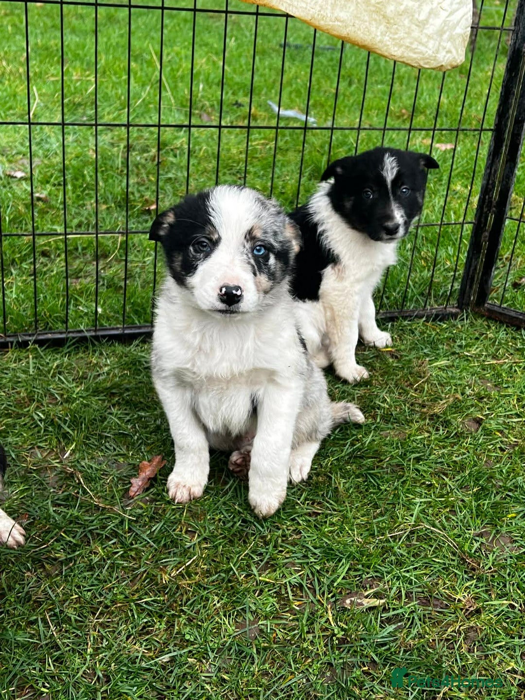 Border Collie dogs for sale: 5 Beautiful Blue Merle Border Collie Puppies - Advert 10