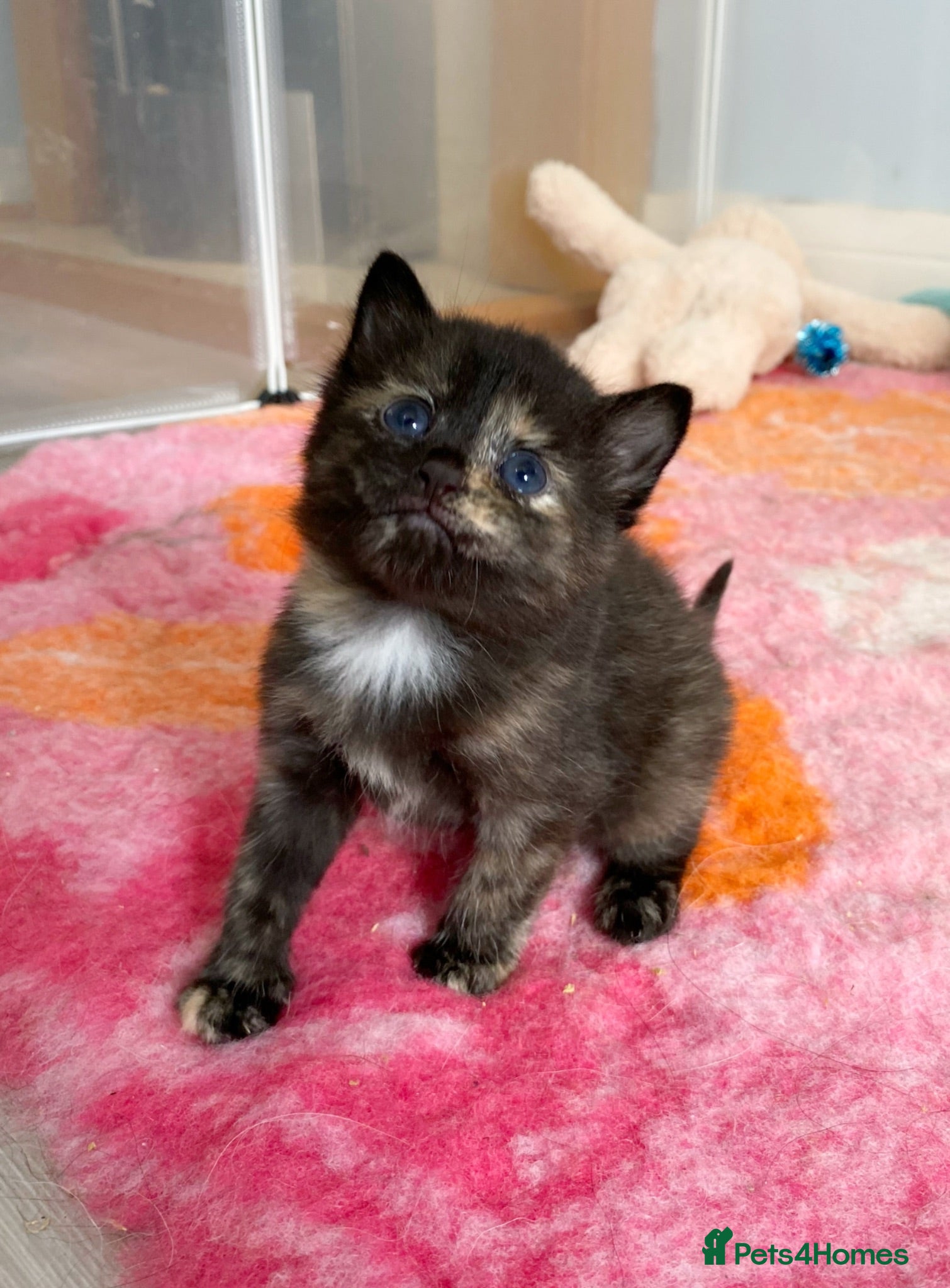 Maine Coon cats 3 female mainecoon mix kittens  - Advert 13