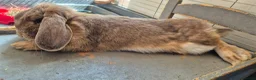 Mini Lop rabbits for sale: Adorable Mini lop girl with all accessories in Lincoln - Advert 3