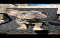 French Bulldog dogs for sale: Beautiful French bulls  - Image 7