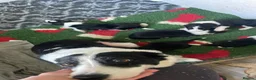 Border Collie dogs for sale: Gorgous pups - Advert 6