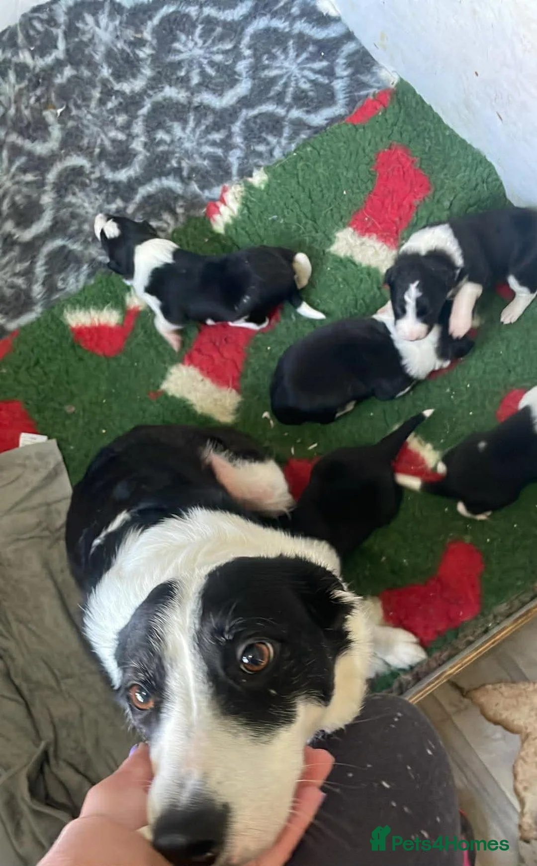 Border Collie dogs for sale: Gorgous pups - Advert 6