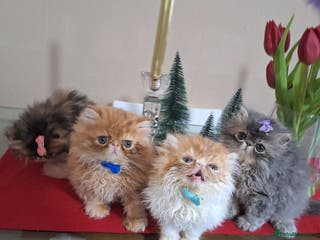 Persian cats Outstanding Purebred Persian Kittens Pet Only - Advert 1