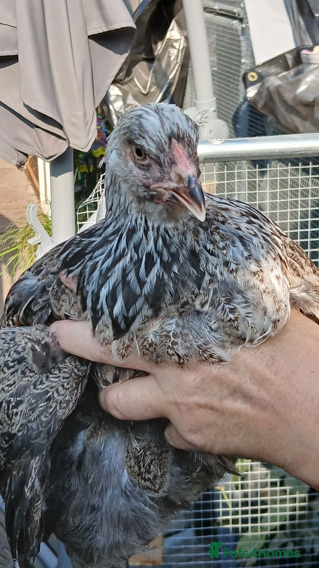 Chickens poultry for sale: Hens for sale,  read advert before contacting me - Advert 2