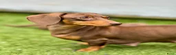 Miniature Dachshund dogs for sale: Mini dachshund pupies KC reg DNA tested parents - Advert 9