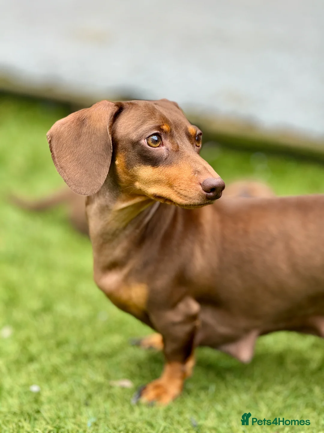 Miniature Dachshund dogs for sale: Mini dachshund pupies KC reg DNA tested parents - Advert 9