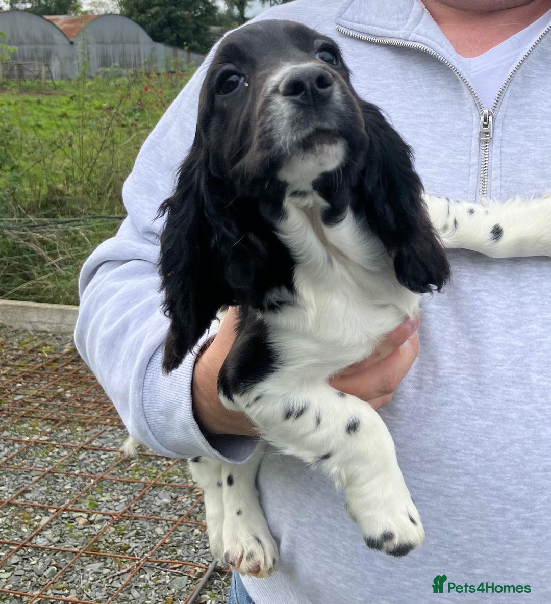 Cocker Spaniel dogs for sale: Cocker spaniel pups - Image 2