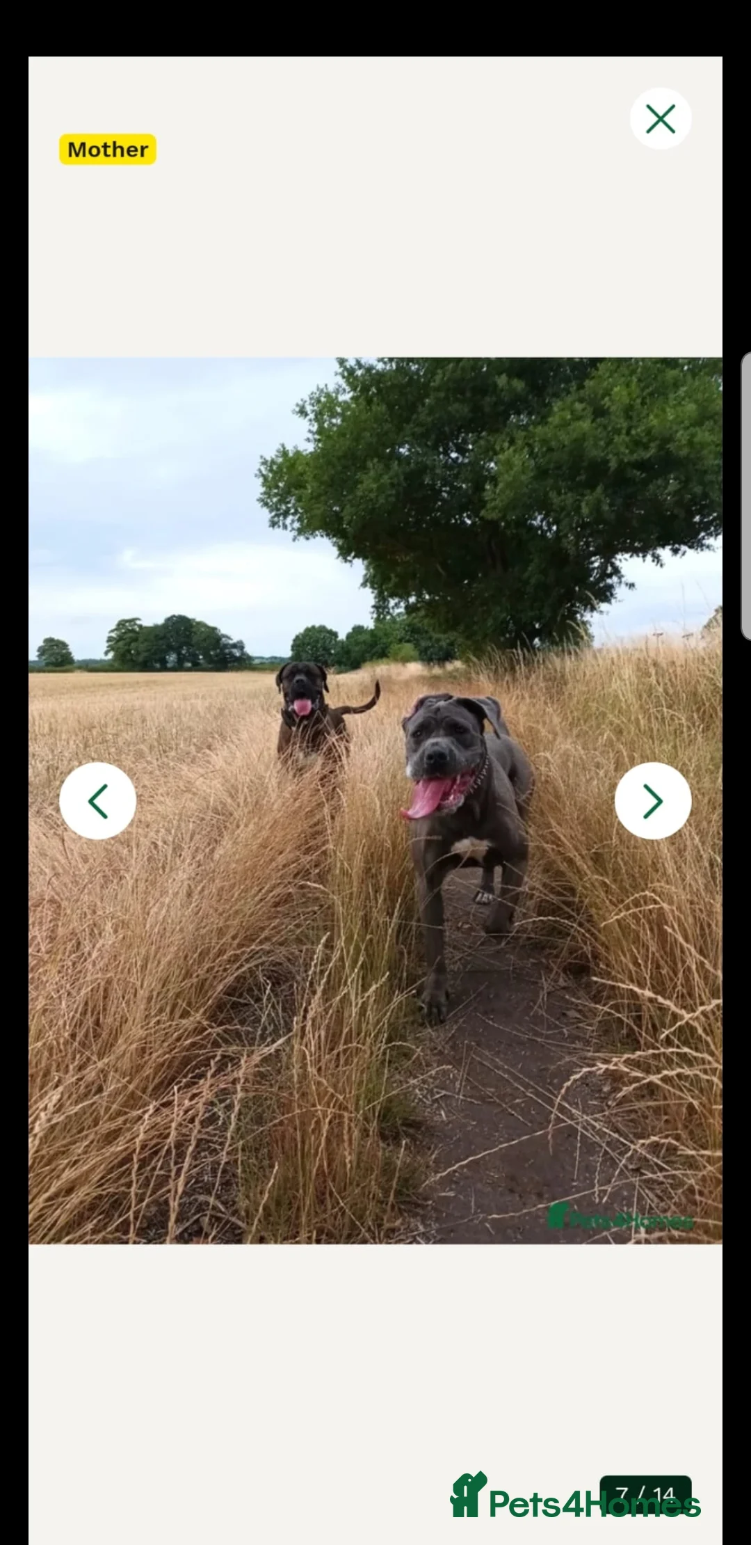 Cane Corso dogs for sale: 18 week old blue cane corso puppy - Advert 5
