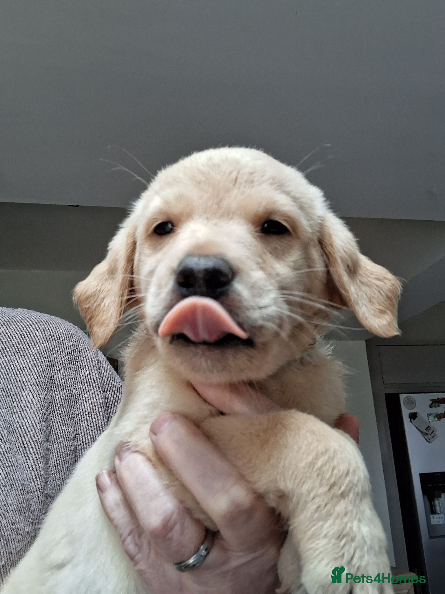 Labrador Retriever dogs KC reg HEALTH TESTED LAB PUPPIES - Advert 12