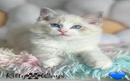 Ragdoll cats for sale: 🐾🩷*TICA REG* LYNX TABBY EU RAGDOLL KITTENS🩵🐾 - Image 4