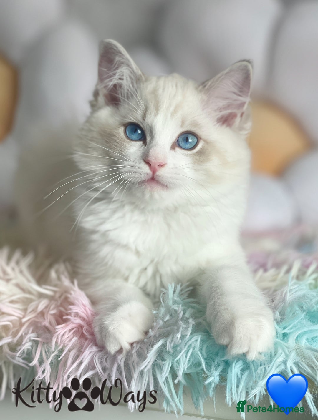 Ragdoll cats for sale: 🐾🩷*TICA REG* LYNX TABBY EU RAGDOLL KITTENS🩵🐾 - Image 4