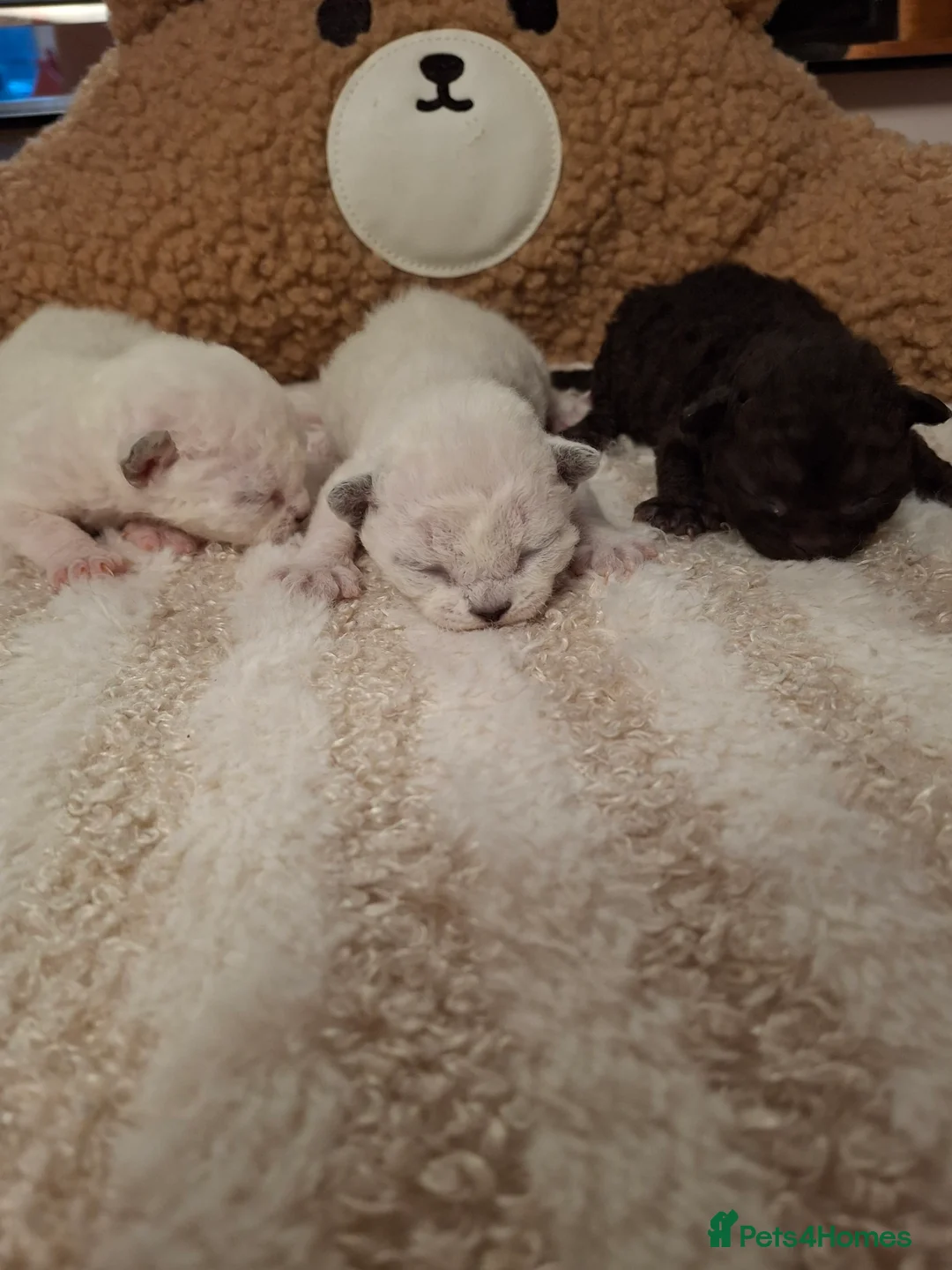 Devon Rex cats for sale: Gorgeous girls Devon FIFE registered - Advert 1