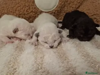 Devon Rex cats Gorgeous girls Devon FIFE registered - Advert 10