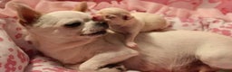 Chihuahua dogs for adoption: Adorable and cute Chihuahua Boy 12 wks - Advert 13