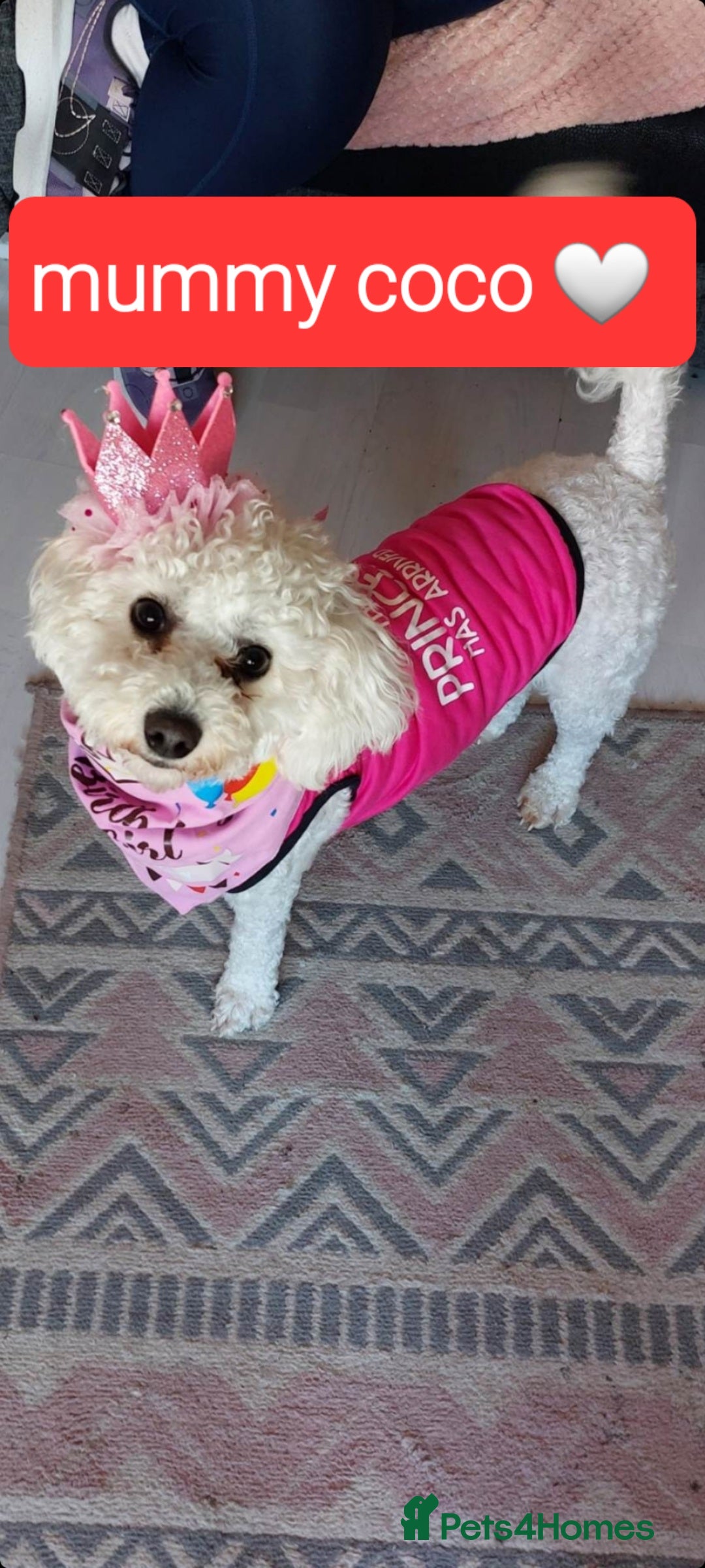 Bichon Frise dogs for sale: Last boy bichon frise pup 🩵 11 weeks old  - Image 7