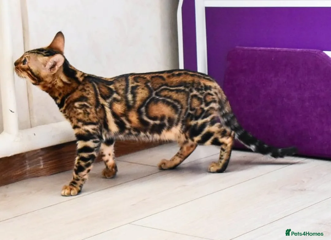 Bengal cats for sale: Magnificent Bloodline Bengals  - Advert 2