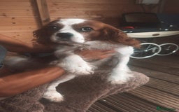 Cavalier King Charles Spaniel dogs for sale: Mixed colour Cavaliers  - Image 12