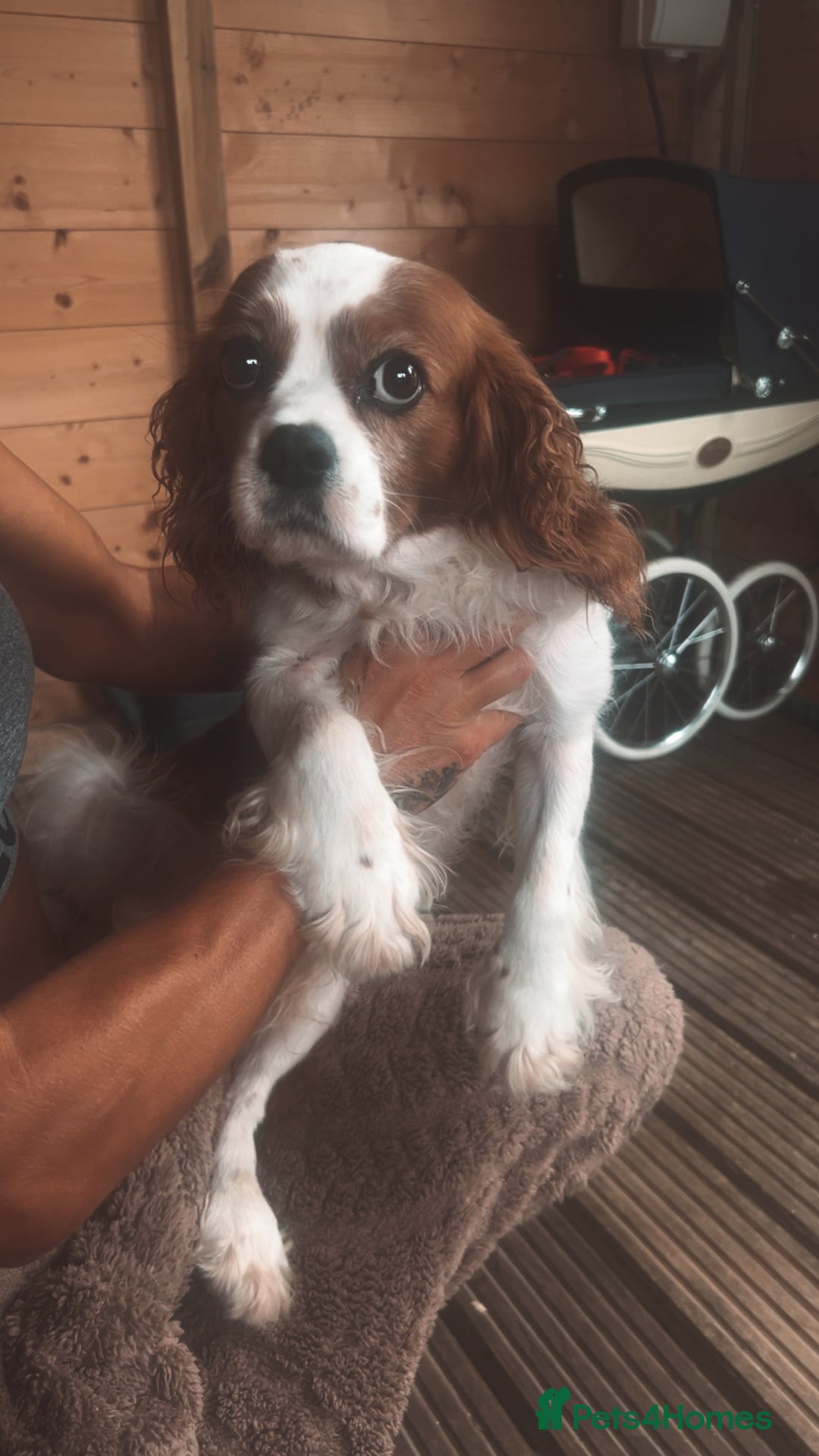 Cavalier King Charles Spaniel dogs for sale: Mixed colour Cavaliers  - Image 12